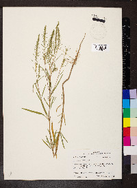 Iva angustifolia image