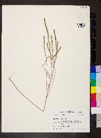 Iva angustifolia image