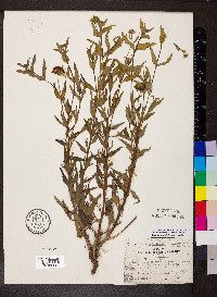 Zexmenia lantanifolia image