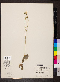 Krigia biflora image