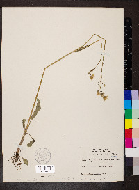Krigia biflora image