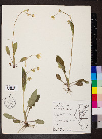 Krigia biflora image