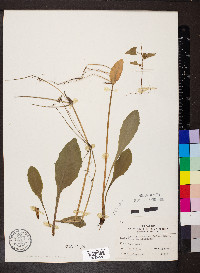 Krigia biflora image