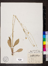 Krigia biflora image