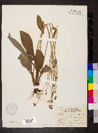 Krigia biflora image