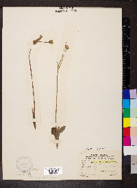 Krigia biflora image