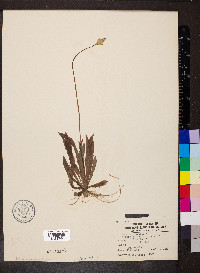 Krigia dandelion image