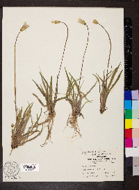 Krigia dandelion image
