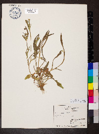 Krigia cespitosa image