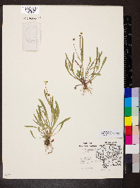 Krigia cespitosa image