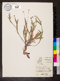 Krigia cespitosa image