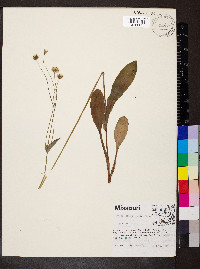 Krigia biflora image