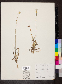 Krigia dandelion image
