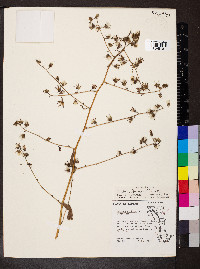 Lactuca floridana image