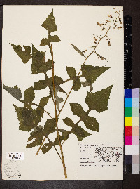 Lactuca floridana image