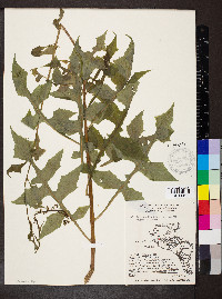 Lactuca floridana image