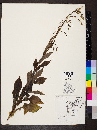 Lactuca floridana image