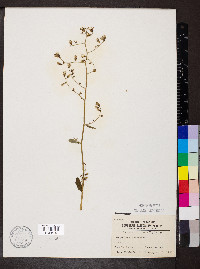 Lactuca floridana image