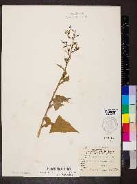 Lactuca floridana image