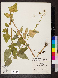 Lactuca floridana image