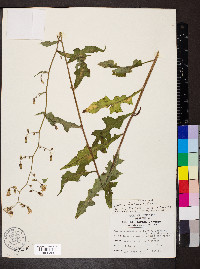 Lactuca floridana image