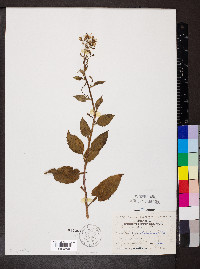 Lactuca floridana image