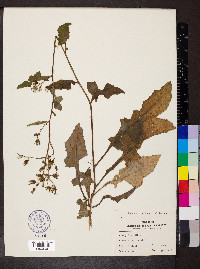 Lactuca floridana image