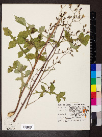 Lactuca floridana image