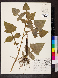 Lactuca floridana image