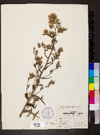 Lactuca biennis image