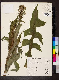 Lactuca biennis image
