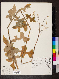 Lactuca hirsuta image