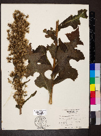 Lactuca biennis image