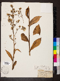 Lactuca biennis image