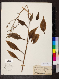 Lactuca floridana image