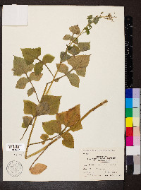 Lactuca floridana image