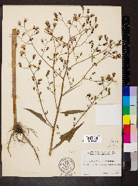 Lactuca floridana image