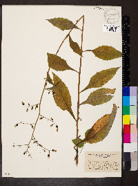 Lactuca floridana image