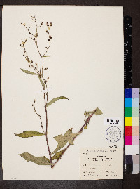 Lactuca floridana image