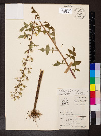 Lactuca floridana image