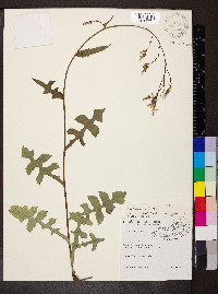 Lactuca hirsuta image