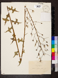 Lactuca hirsuta image