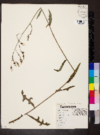 Lactuca hirsuta image