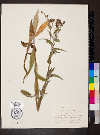 Lactuca sibirica image