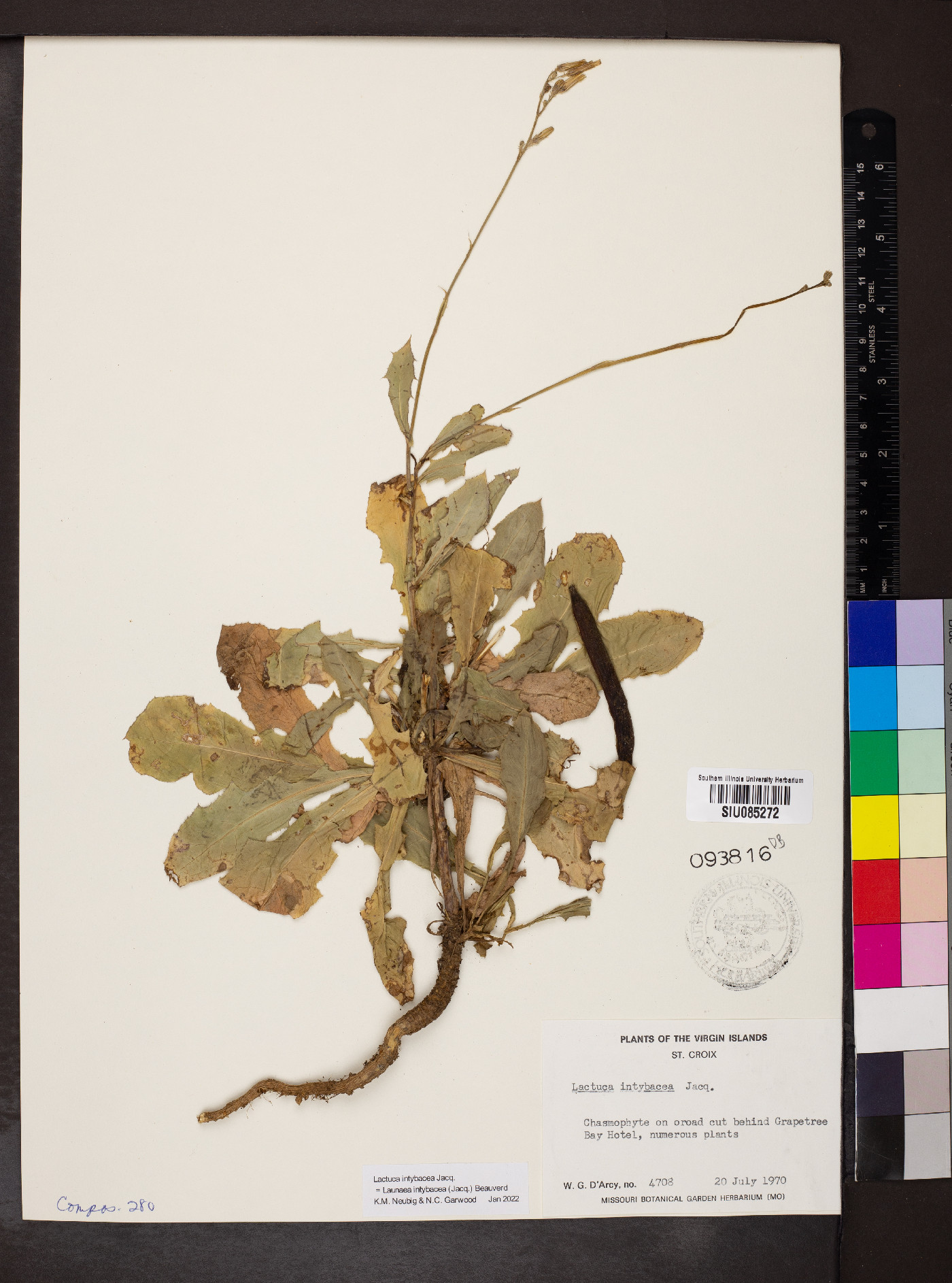 Launaea intybacea image
