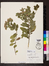 Vernonia albicaulis image