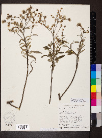 Lepidaploa rufogrisea image