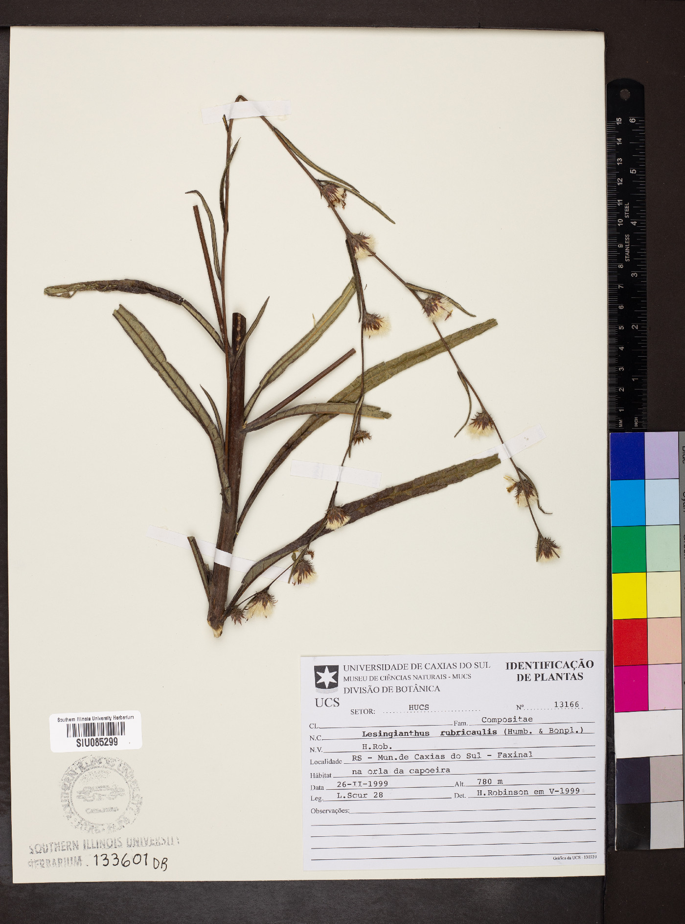 Lessingianthus rubricaulis image