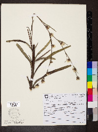 Lessingianthus rubricaulis image