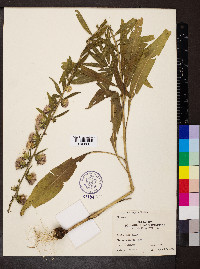 Liatris aspera image